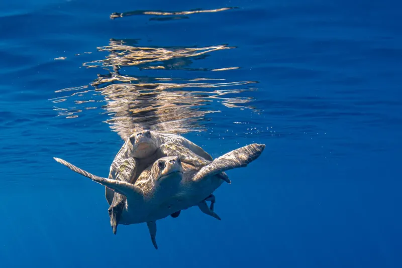 Deux tortues marines nagent ensemble dans une eau bleue claire