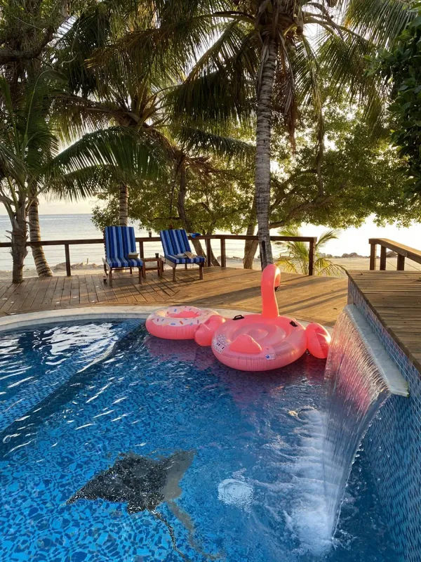Raie manta nageant dans une piscine turquoise avec des bouées flamants roses