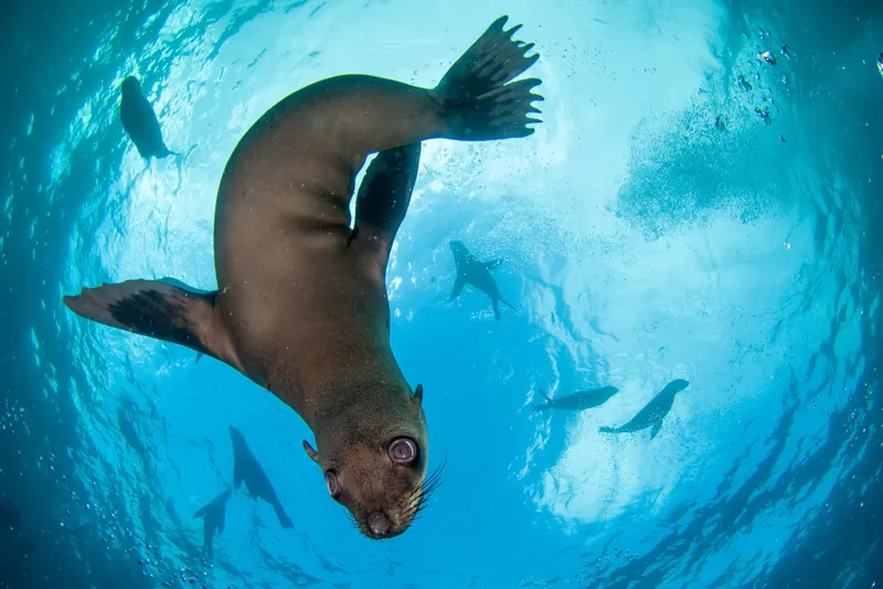 Otaries jouant et nageant dans une eau bleu clair en plongée
