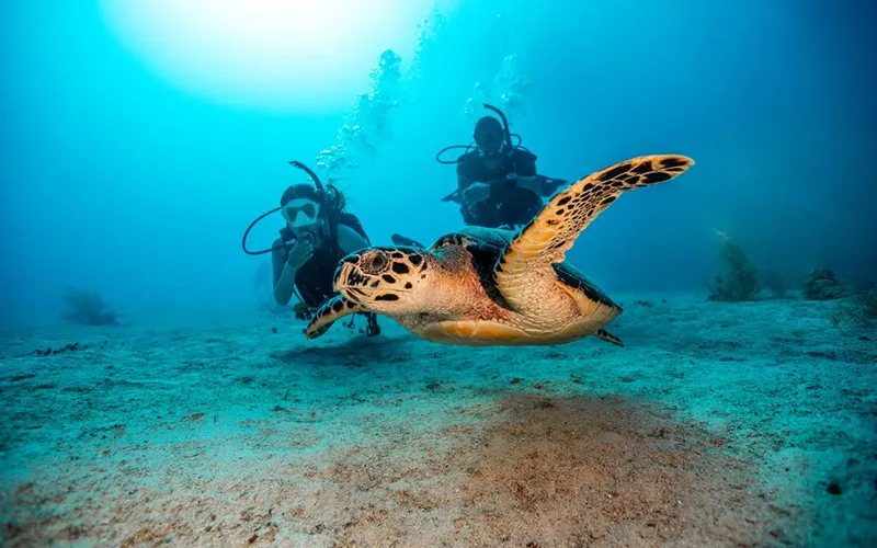Deux plongeurs nagent avec une tortue de mer dans l'océan