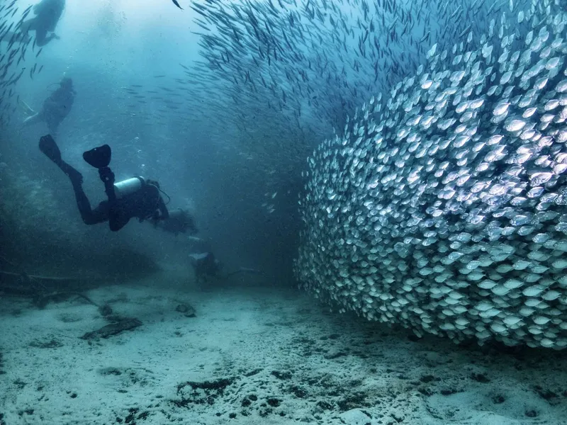 Plongeur nageant près d'un immense banc de poissons argentés en mer