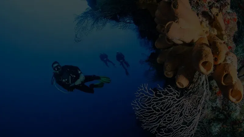 Plongeurs explorant un récif corallien bleu et coloré