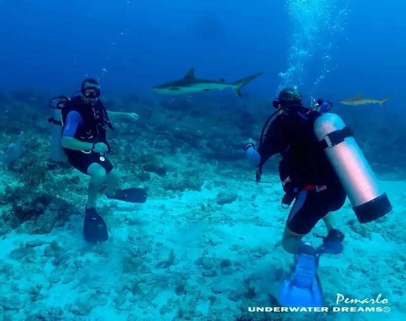 Deux plongeurs explorent un récifal avec un requin de récif
