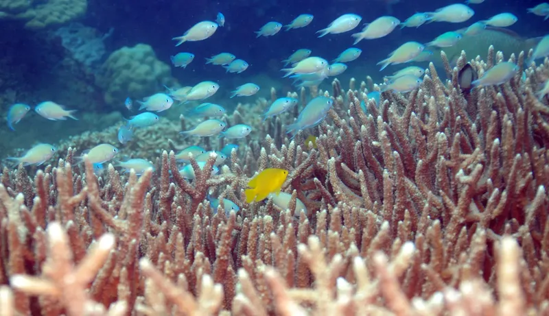 banc de petits poissons bleus et un poisson jaune sur corail