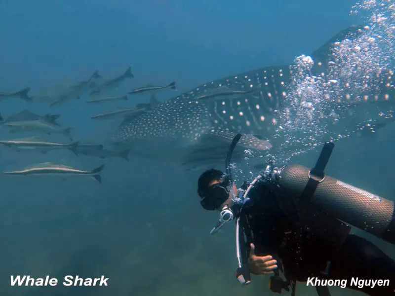Plongeur face à un requin baleine et banc de poissons