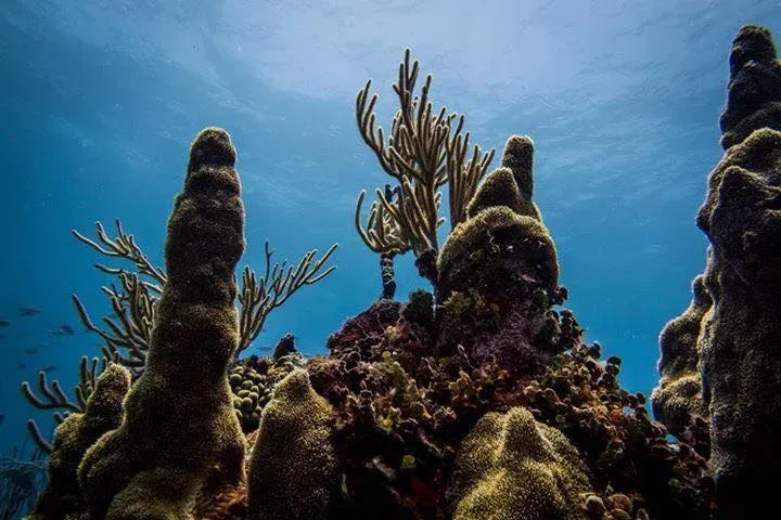 Coraux et formations rocheuses sous-marines dans une eau bleue claire