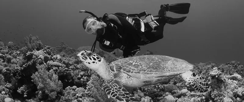 Plongeur et tortue marine nagent ensemble au-dessus d'un récif corallien