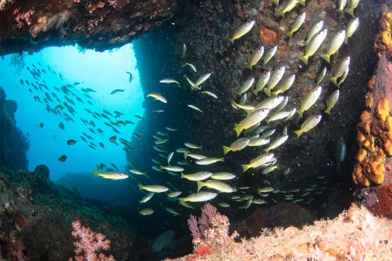 Banc de poissons argentés nageant dans une grotte sous-marine éclairée