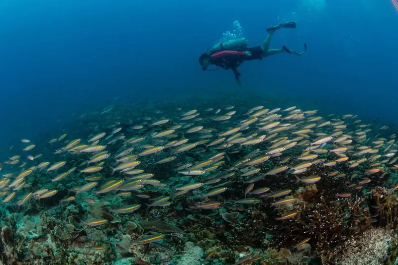Plongeur evoluant au milieu d'un banc de poissons tropicaux colorés
