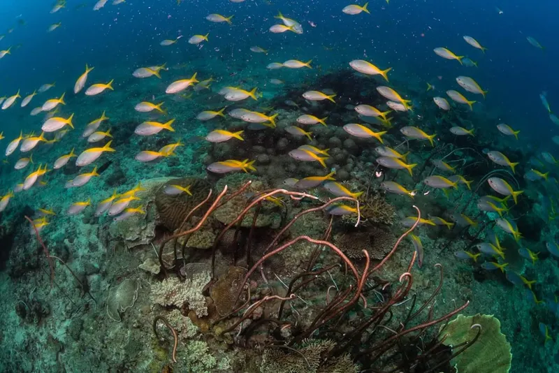 Banc de poissons jaunes et coraux dans un récif sous-marin