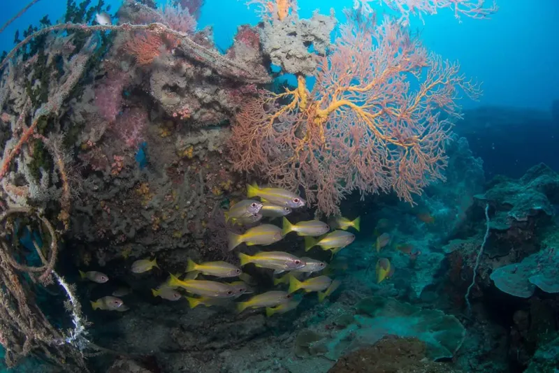 Banc de poissons tropicaux nageant autour d'une structure corallienne colorée