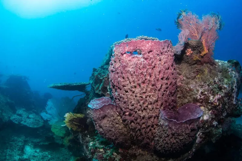Épaves sous-marines colonisées par des éponges et gorgones colorées