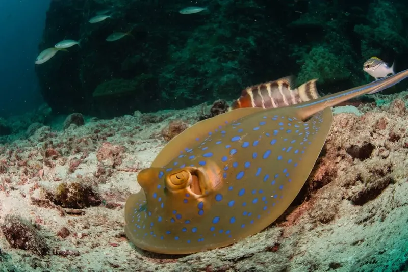 Raie bleue mouchetée sur fond sableux avec des poissons tropicaux