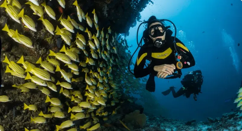 Plongeur face à un banc de poissons jaunes en milieu marin