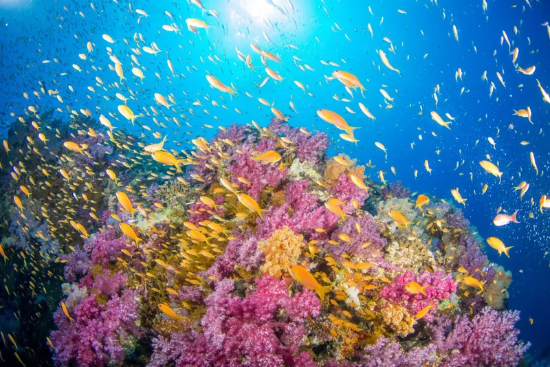 Banc de poissons dorés et récif corallien coloré en milieu marin