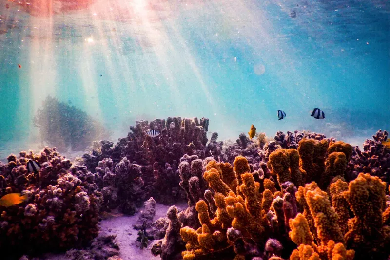 Récif corallien coloré avec des poissons tropicaux et lumière du soleil