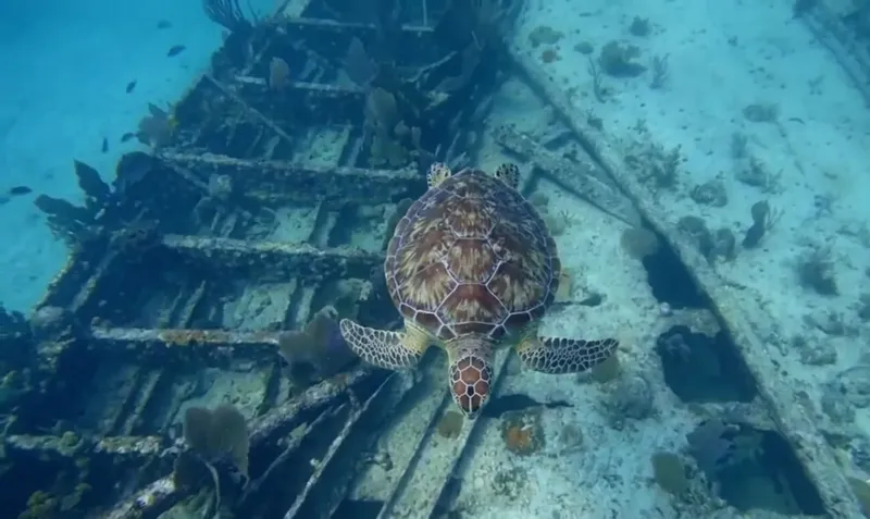 Tortue marine nageant près d'une épave recouverte de coraux