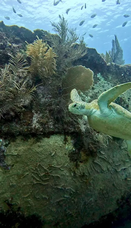 Tortue marine nageant près d'un récif corallien et de poissons