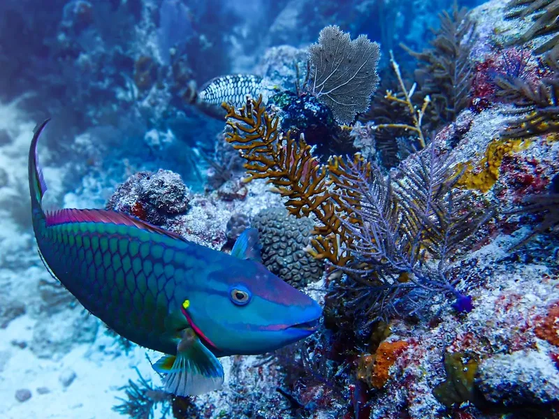 Poisson perroquet coloré nageant près d'un récifal corallien vibrant