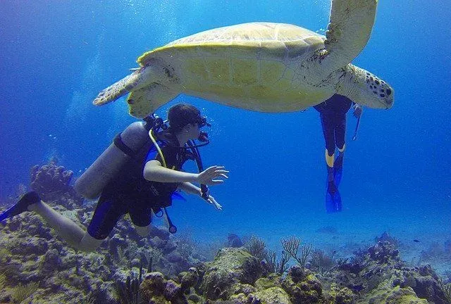 Plongeuse observant une grande tortue marine dans un récif corallien