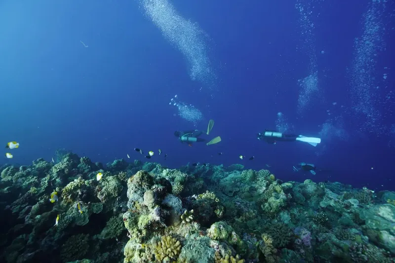 plongeurs évoluant au-dessus d'un récif corallien avec des poissons