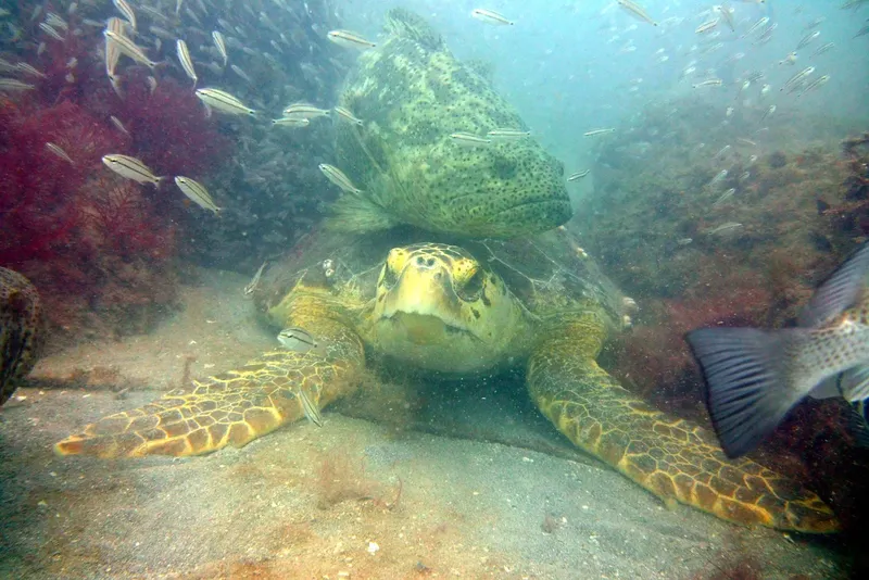 Tortue marine et mérou en pleine eau, entourés de petits poissons