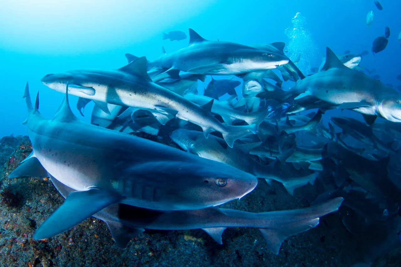 Groupe de requins gris de récif nageant en eau bleue claire
