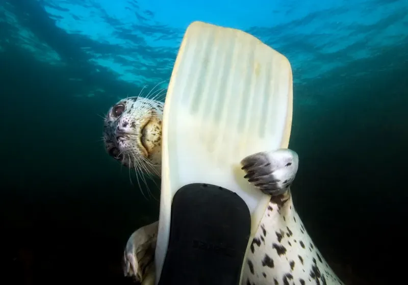 Phoque curieux interagissant avec une palme de plongée sous l'eau