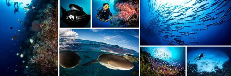 Plongeurs et bancs de poissons explorent un récif corallien ensoleillé