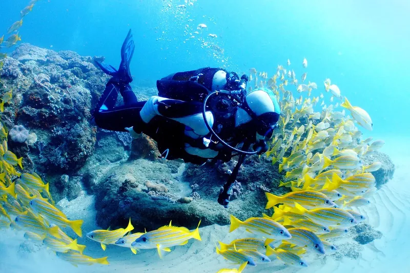 Plongeur explore un récif corallien entouré d'un banc de poissons jaunes