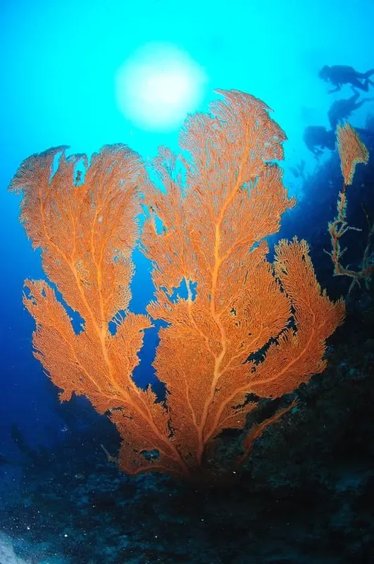 Gorgones oranges et plongeur en arrière-plan sous la surface marine
