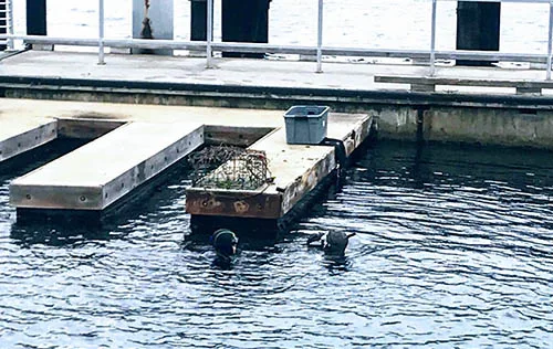 Deux phoques nagent près d'un ponton avec des structures flottantes