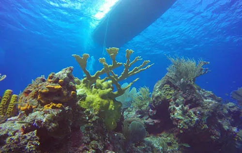 Plongeurs explorant un récif corallien sous un bateau en surface