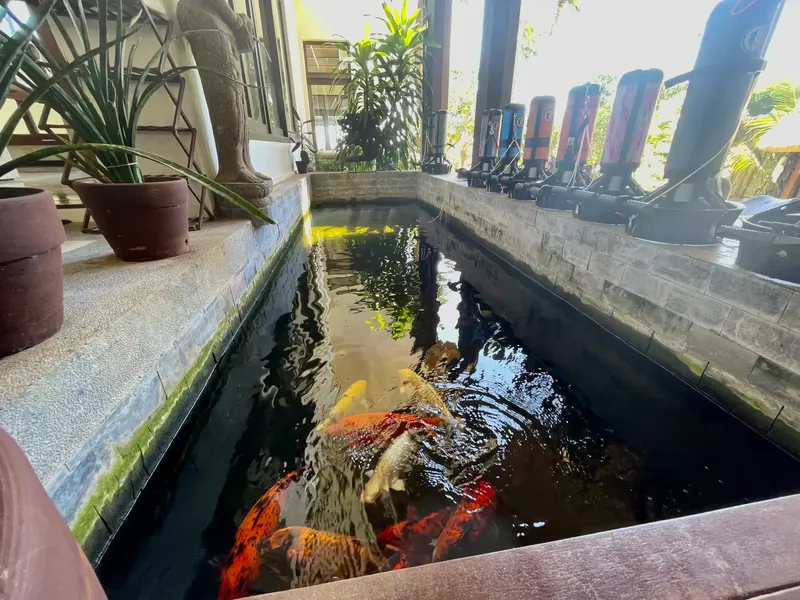 Bassin avec carpes koï, bouteilles de plongée et plantes vertes