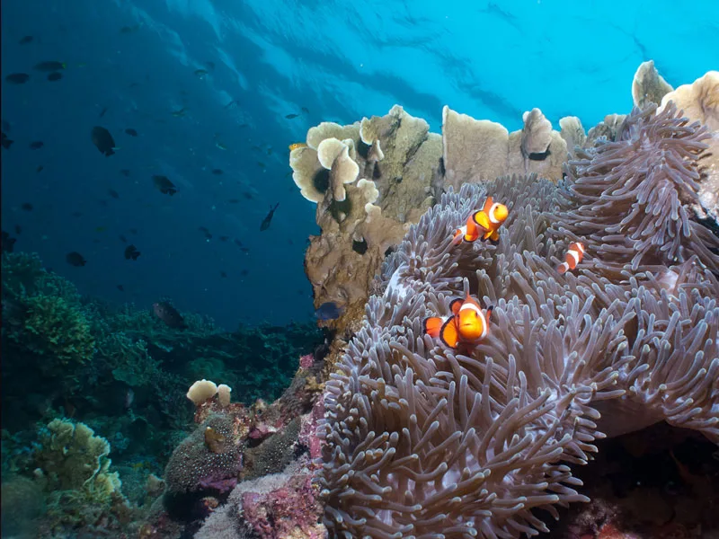Poissons clowns dans une anémone de mer, récif corallien et banc de poissons