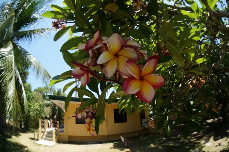 Bâtiment jaune avec escalier, fleurs tropicales au premier plan, ciel bleu