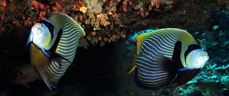 Deux poissons-anges empereur nagent près d'un récifal corallien coloré
