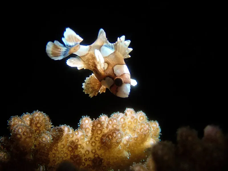 Poisson zébré nageant au-dessus d'une colonie de corail dans l'océan