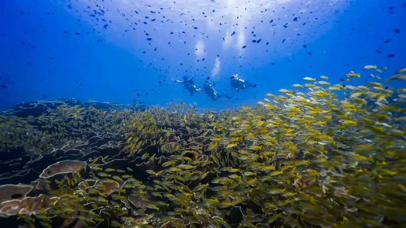 Plongeurs explorent un récif corallien peuplé de nombreux poissons tropicaux