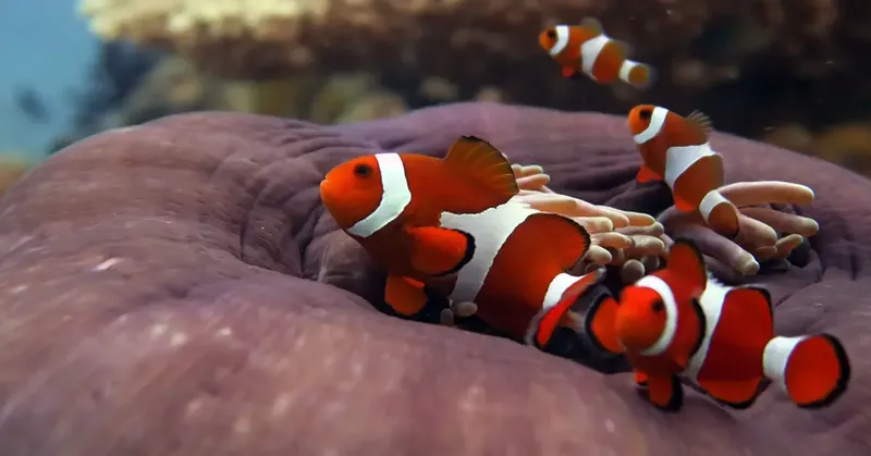 Poissons clowns orange et blancs se cachent dans une anémone de mer