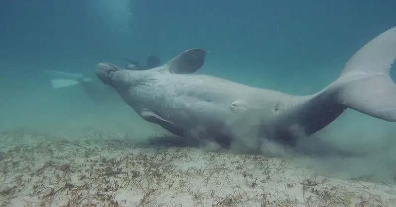 Dugong nageant au-dessus d'un fond sablonneux avec herbiers marins