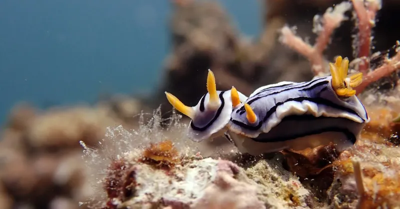 Nudibranche colorée avec des branchies jaunes sur un récif corallien