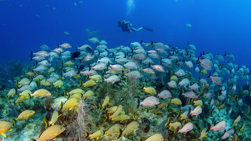 Plongeur au milieu d'un banc de poissons dans l'eau bleue