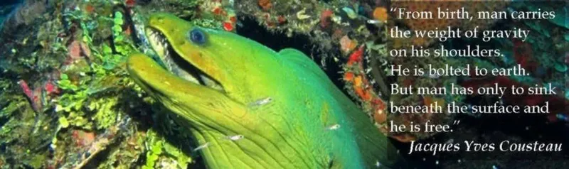 Murène verte observant l'appareil photo dans un récif corallien coloré