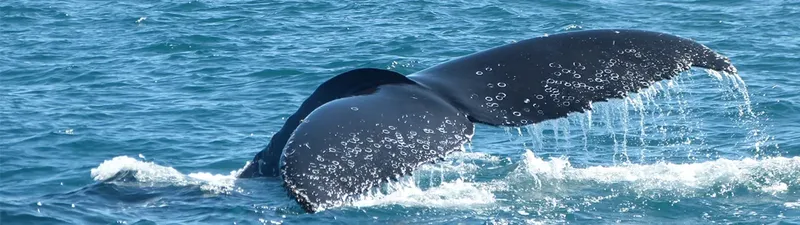 Queue de baleine émergeant de l'eau, vagues et éclaboussures bleues
