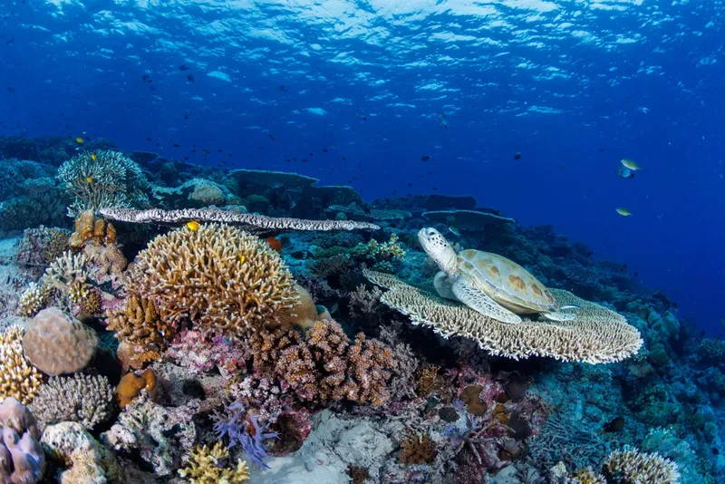 Tortue marine se reposant sur un récifal corallien coloré et vivant