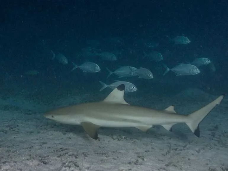 Requin de récif à pointe noire nageant avec un banc de poissons