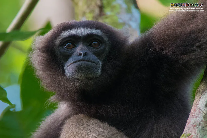 Singe assis dans un arbre, regardant fixement l'observateur, fourrure sombre