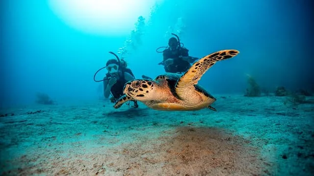 Tortue marine nageant avec des plongeurs dans un environnement sous-marin clair