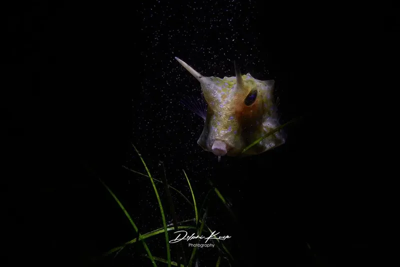 Poisson-coffre nageant dans l'obscurité, éclairé par un faisceau lumineux